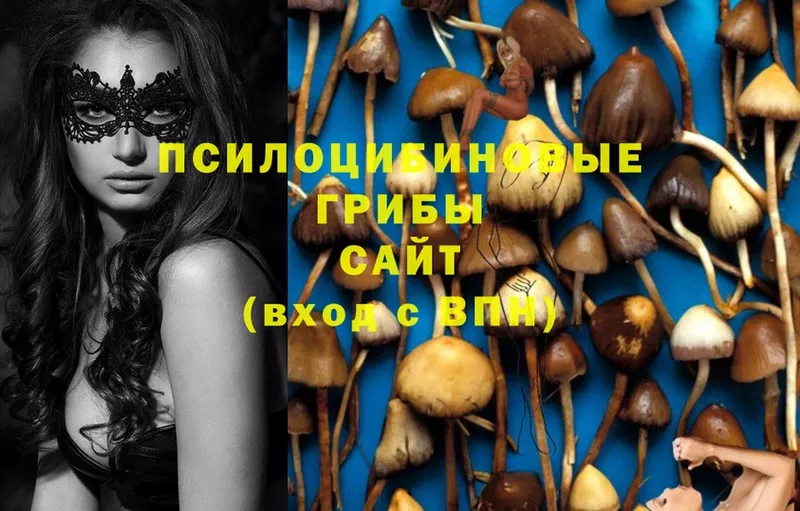 где продают   Тара  Псилоцибиновые грибы MAGIC MUSHROOMS 